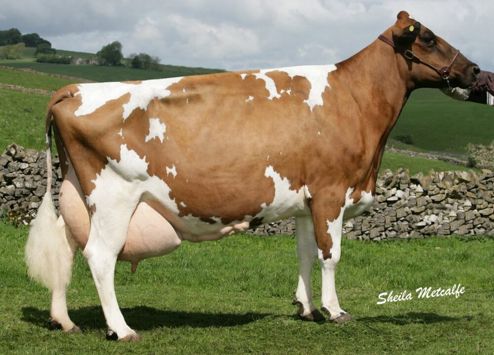 G Dam - Heydale Winsome 97
