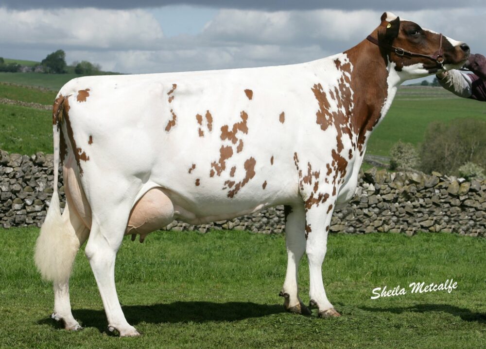 Dam - Heydale Winsome 109