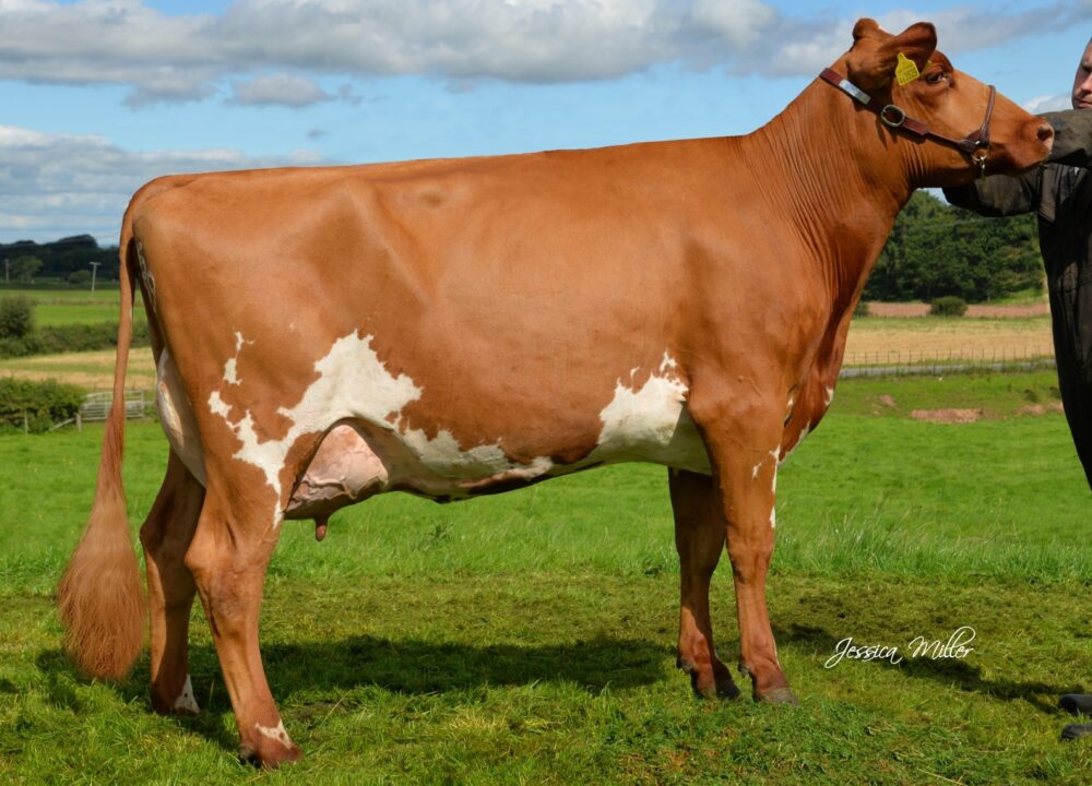 Daughter - Troutbeck Willows Jess