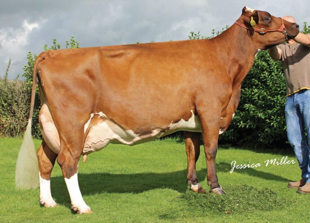 Grand Dam - Whitecroft Nellie 38