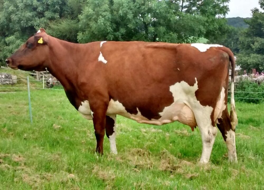 Dam - Whitecroft Nellie 49