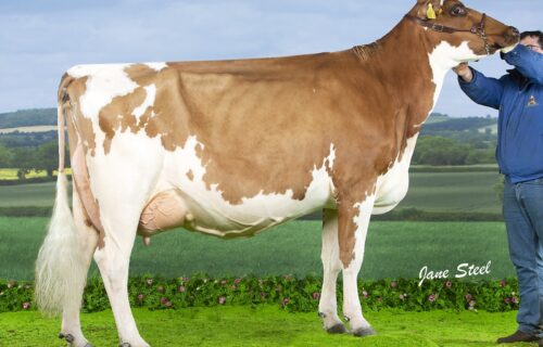 Dam - Beechmount Marie Girl 6