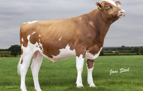 Cuthill Towers Calcutta