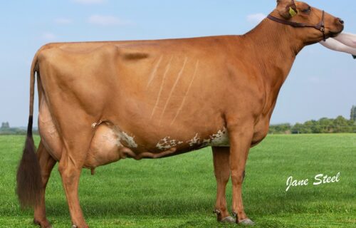 Dam - Ardmore Janet 110