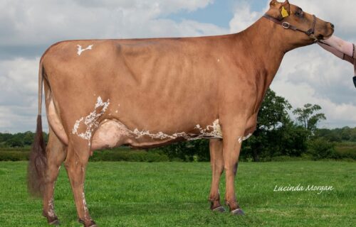 Maternal Sister - Ardmore Janet 141