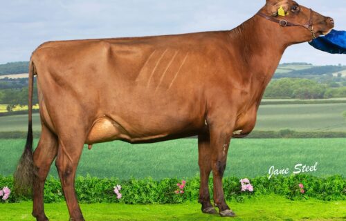 Maternal Sister - Ardmore Janet 136