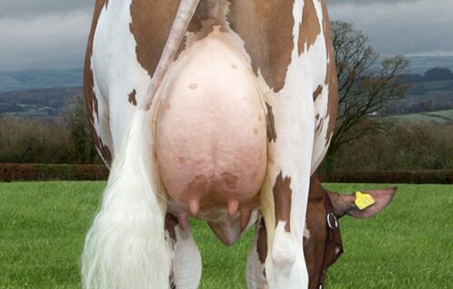 Dau - Butterbesley Obliques May