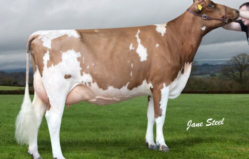 Dau - Butterbesley Obliques May