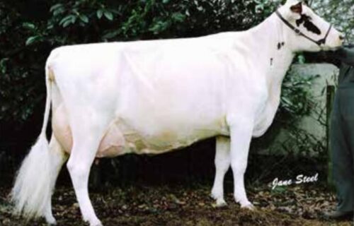 Dam - Changue Petula 38