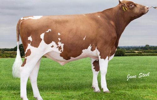 Cuthill Towers Calcutta