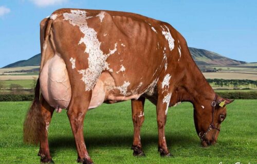 Dam - Cuthill Towers Magenta