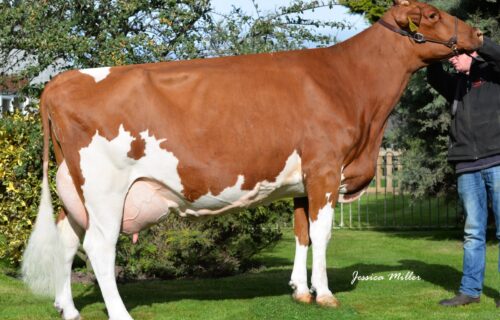 Dam - Halmyre Urr Ladybird 443
