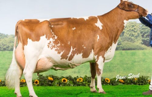 Dam - Hunnington Fragy 12