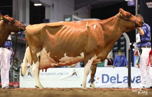 Maternal Sister - Hunnington Fragy 16