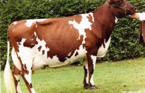 G Dam - Hunnington Fragy 4