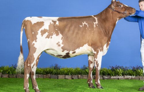 Maternal Sister - Marleycote Sea Lily 32