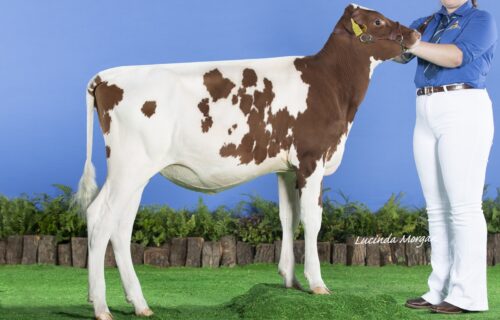 Daughter - Rosehill Razell Oh Velour