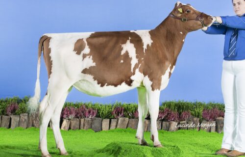 Daughter - Paith Calcutta Eclipse