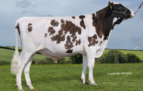 Whitecroft Aztec