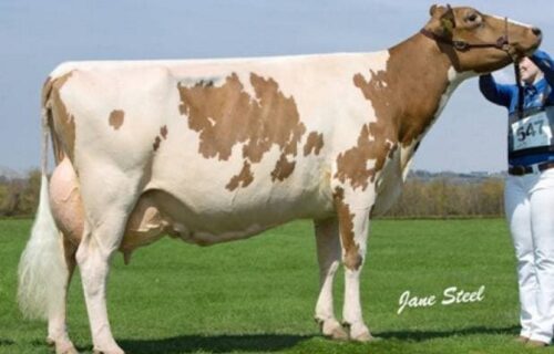 3rd Dam - Marleycote Sea Lily 14