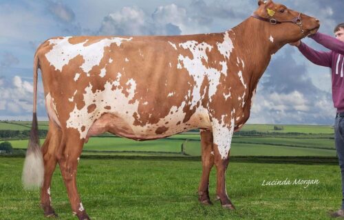 Dam - Marleycote Sea Lily 29