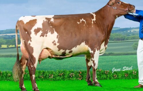 Maternal Sister - Marleycote Sea Lily 32