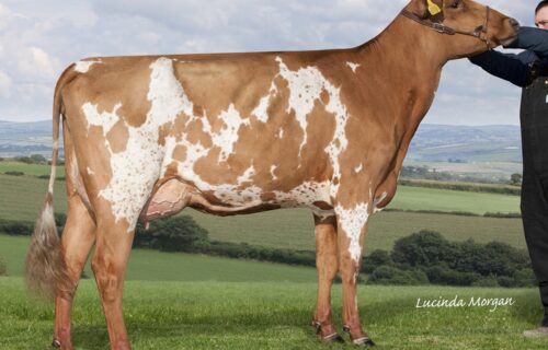 Half Sister - Rosehill Real Black Magenta