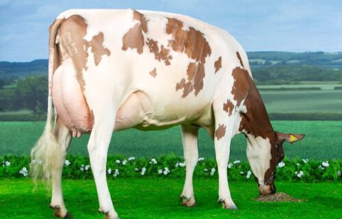 Maternal Sister - Sandyford Marlow Clover 6