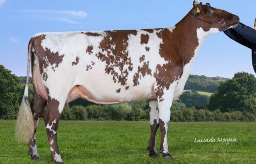 Maternal Sister - Sandyford Marlow Clover 5