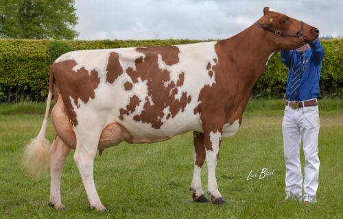 Daughter - Haresfoot Napier Bella