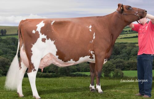 Daughter - Haresfoot Napier Punch