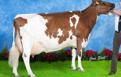 Daughter - Ardmore Lena 47