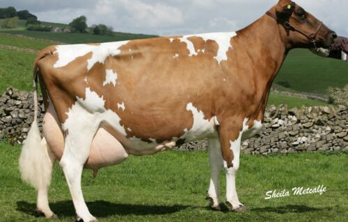 G Dam - Heydale Winsome 97