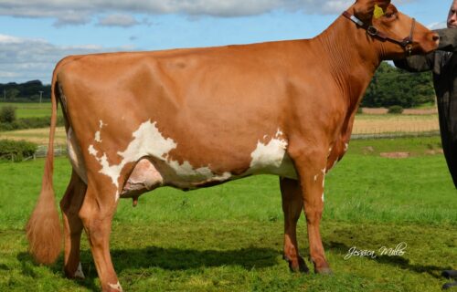 Daughter - Troutbeck Willows Jess