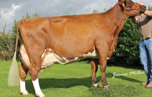 Grand Dam - Whitecroft Nellie 38