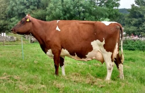 Dam - Whitecroft Nellie 49