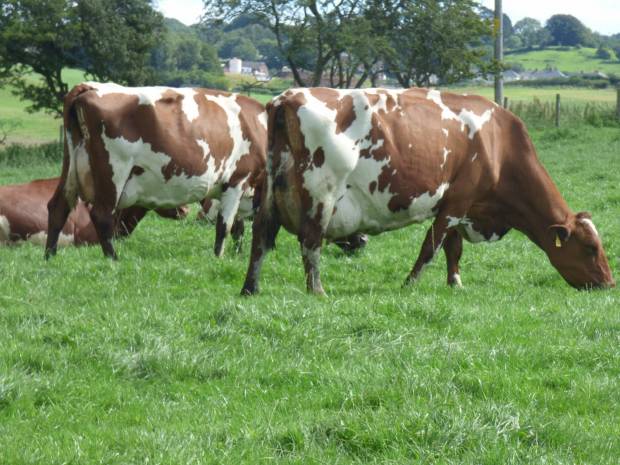 Middle Herd Reduction Sale of 400 Head of Pure and Hybrid Ayrshire Cattle 