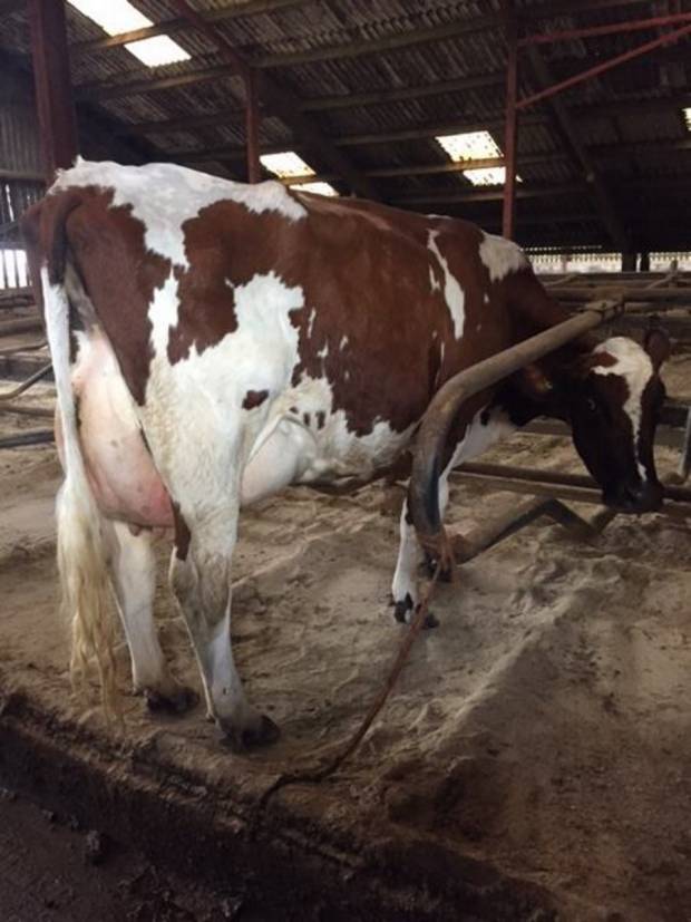Butterbesley Obliques May - sired by Hilltown Oblique