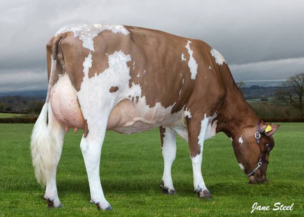 Hilltown Oblique Daughter - Butterbesley Obliques May