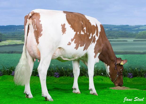 Haresfoot Panache - The Number 1 Fat % bull in the Breed