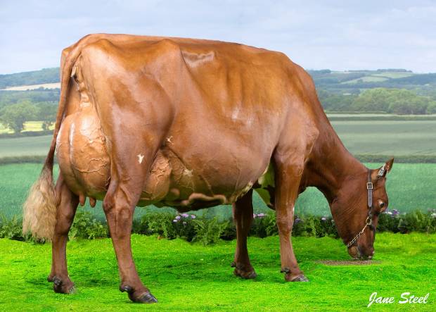 Wednesday 15th May 2019 ACS Conference Sale - Horseclose Joanna 6 ET Sells