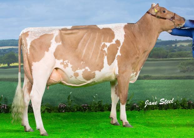 Sandyford Vitality Queenie VG86 2yo - 1st place Millking Heifer at the UK Dairy Expo