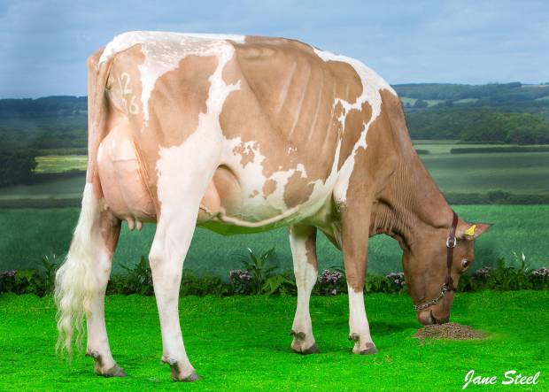 First Rosehill Vitality Daughter pictured in milking form