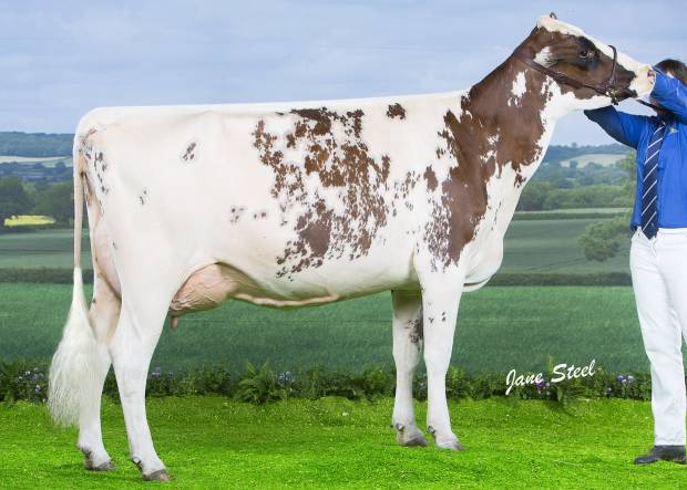 Bigginvale Buttermilk - Sired by Cuthill Towers Madison