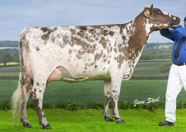 Millford Vital Mayflower - 1st place Senior 2 year old at the National Ayrshire Show 