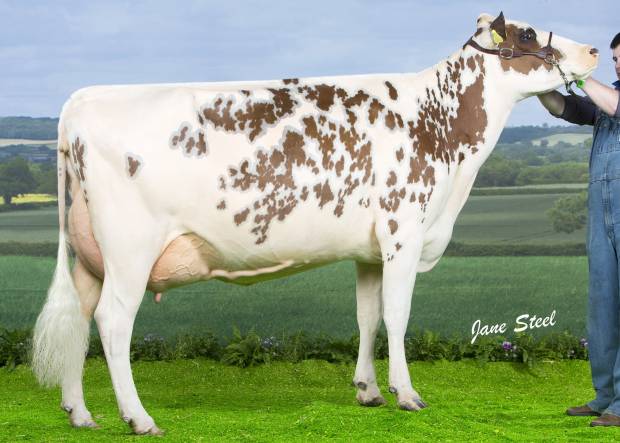 Another Winner from a daughter of a Cattle Services Sire !!!