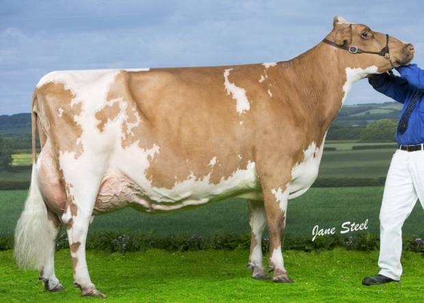 Millford Lark 32 - sired by Mccornick Nelson