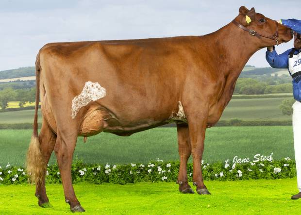 Fineview Skyfall Avril 2 - Sired by Troutbeck Skyfall