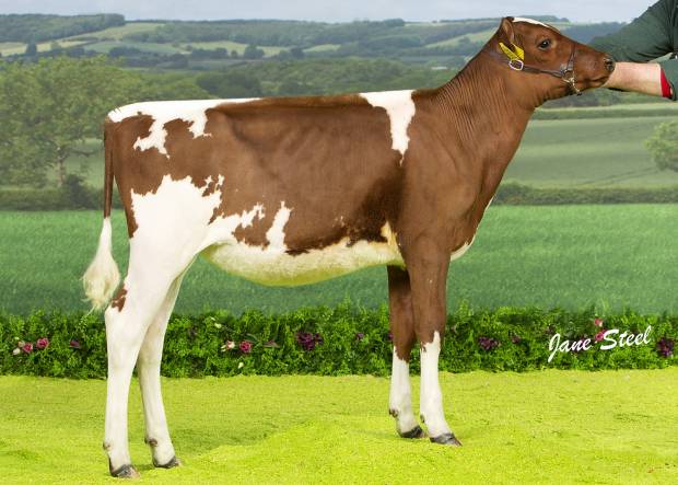 Halmyre Urr Blossom - Sired by Swaites Dermott , Reserve Junior Champion at the UK Dairy Expo 2020