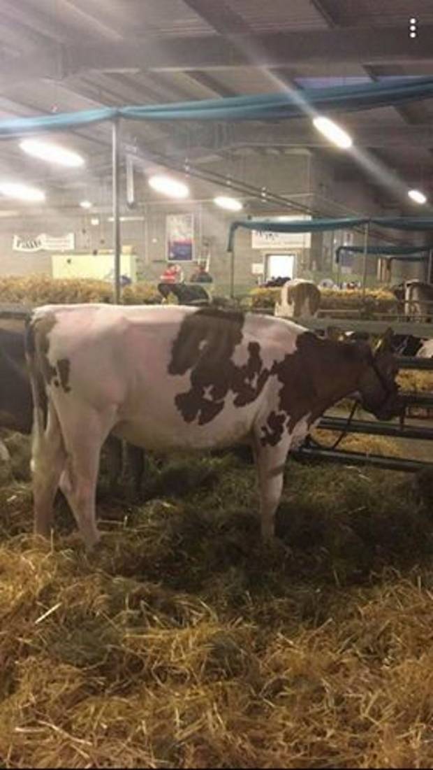 Sandyford Mandella Clover - Sold for 4,600 in the Perfection Collection Sale